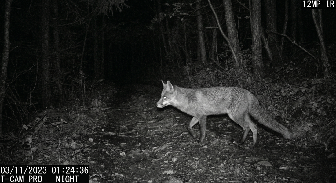 Où placer sa caméra de chasse pour capturer un maximum d’animaux ?