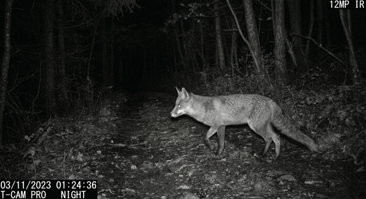 Où placer sa caméra de chasse pour capturer un maximum d’animaux ?